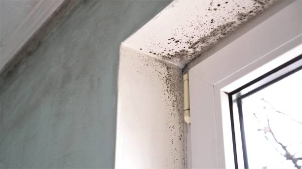 Best Emergency Mold Removal  in Ridgecrest, FL