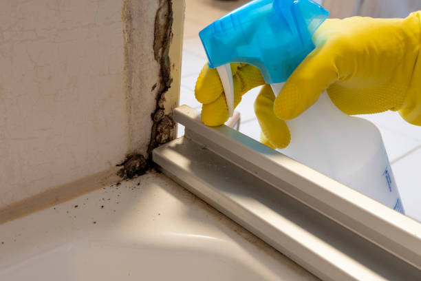 Best Attic Mold Removal  in Ridgecrest, FL