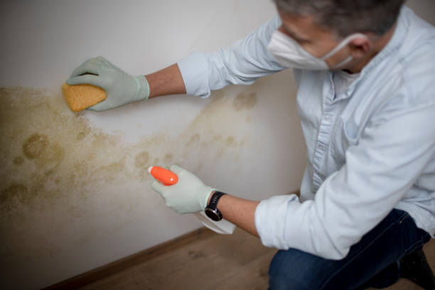 Best Same-Day Mold Removal  in Ridgecrest, FL