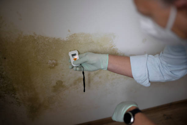 Best Mold Remediation  in Ridgecrest, FL