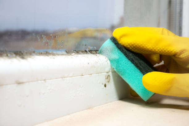 Reliable Ridgecrest, FL Mold Removal Solutions