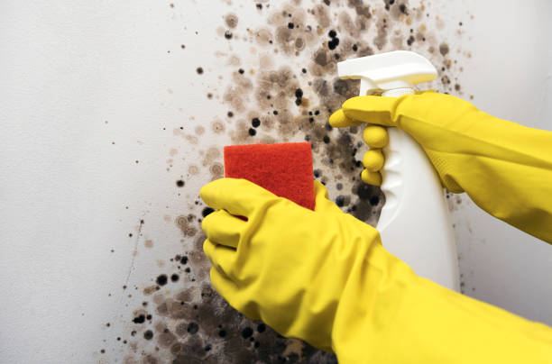 Best Emergency Mold Removal  in Ridgecrest, FL