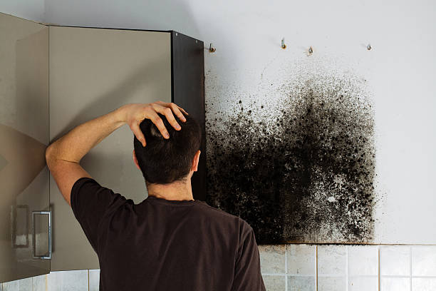 Best Mold Removal Company Near Me  in Ridgecrest, FL