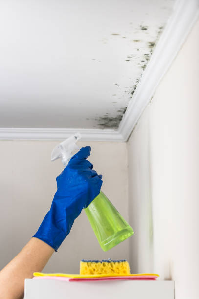 Best Residential Mold Removal  in Ridgecrest, FL