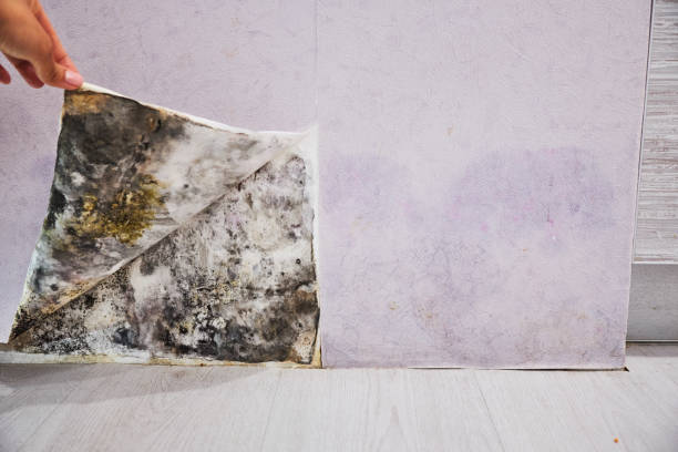 Best Office Mold Removal Services  in Ridgecrest, FL